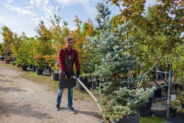 Best Tree Trimming Near Me  in USA